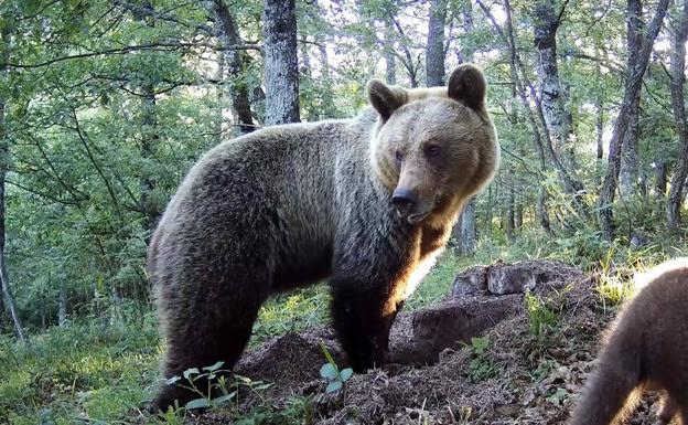 Un oso adulto. 