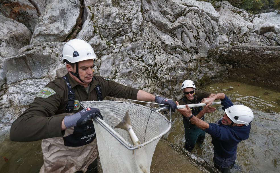 Agentes de Medio Natural ayudan a los salmones a remontar la presa de Puente Viesgo en el río Pas. 