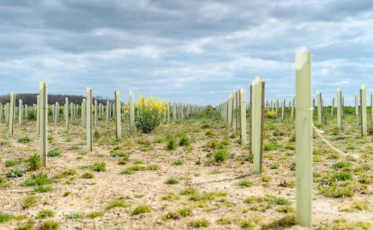 Cómo evitar que la plantación de árboles sea un desastre