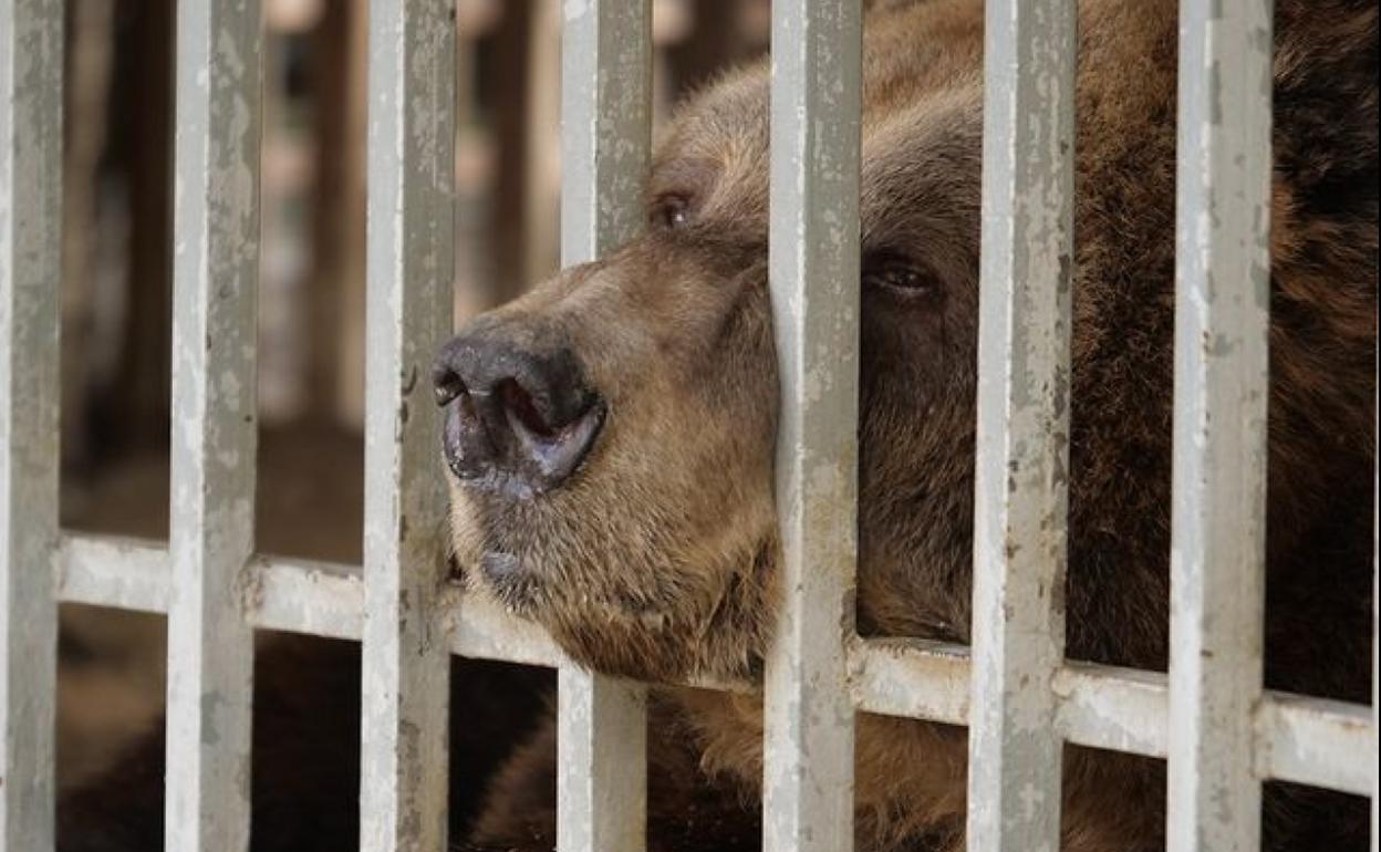 Liberan a Mark, el oso pardo que ha vivido 20 años en una jaula en un restaurante en Albania