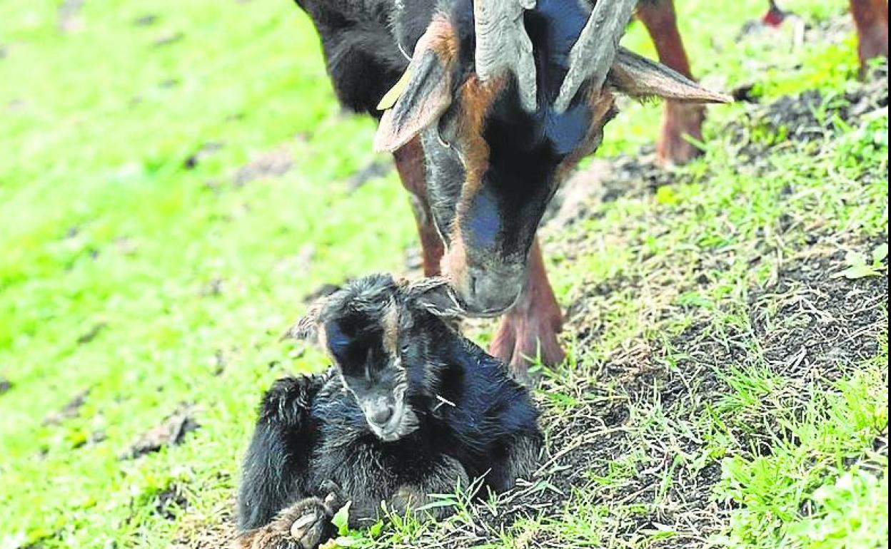 Un ejemplar y su cría de las cabras del Alto Miera. 