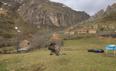 El quebrantahuesos Aquilón vuela de nuevo por los Picos de Europa pero con una sola pata