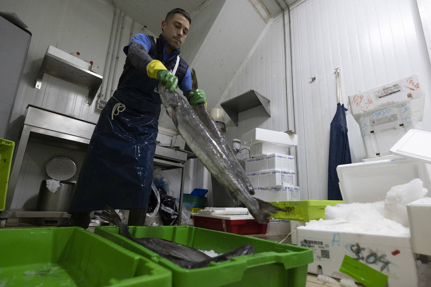 Un empleado de Pescacant manipula dos peces. 