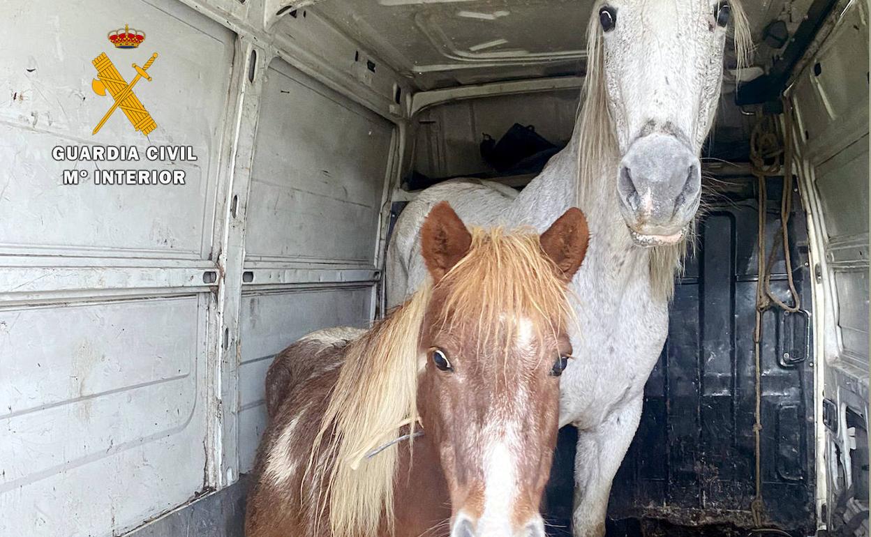 Los dos equinos robados recuperados por la Guardia Civil.