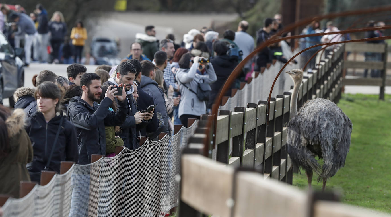 Un avestruz es fotografiado por varias personas.