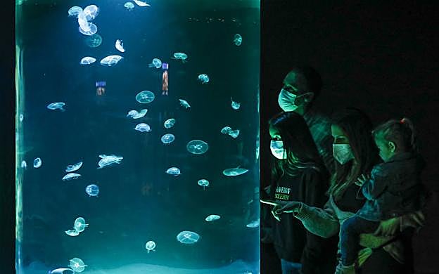 El observatorio de las medusas