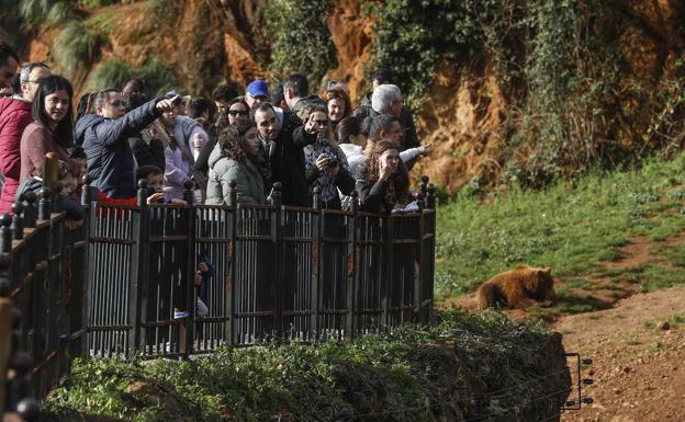 Familias y grupos de amigos asomados a la valla del recinto de los osos del Parque de la Naturaleza de Cabárceno durante la primera de las tres jornadas con entradas gratuitas.