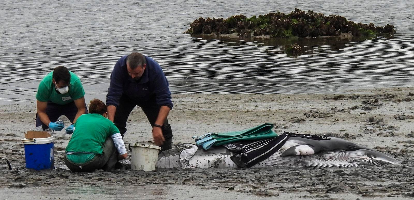 El mamífero ya había sido avistado en la jornada anterior nadando en la bahía frente a Laredo y en los alrededores del puerto de Santoña. 