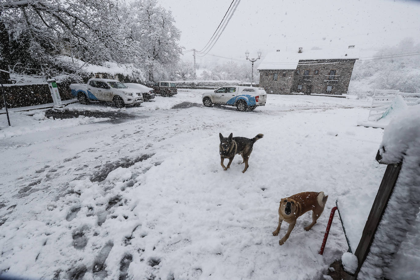 Los perros no solo lo pasan en grande cuando caen los primeros copos, también activan su metabolismo para protegerse del frío