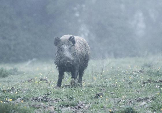 Un jabalí en Los Trillos, en el lote de Palombera Oeste