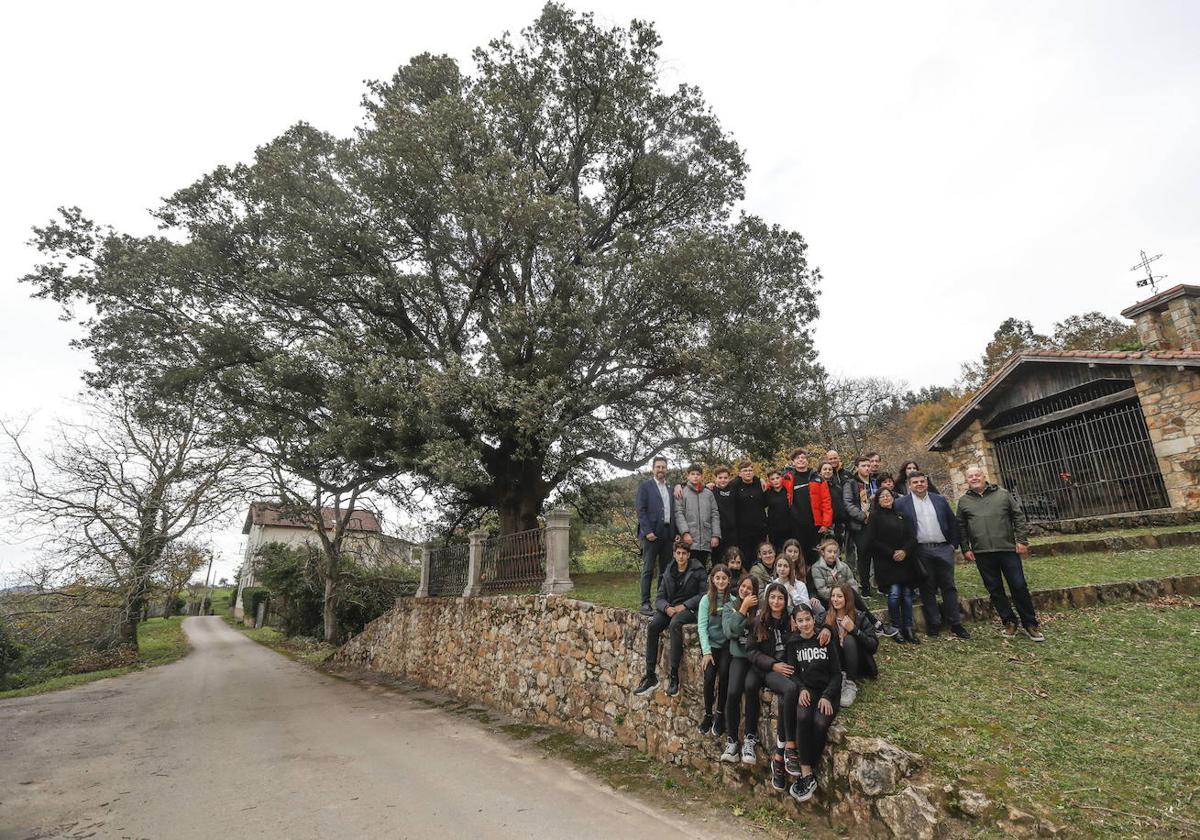 Encina de Colindres, ganadora del concurso al arbol más bonito de España