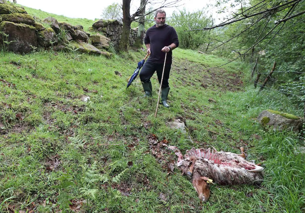 Después de lo que he vivido, estoy seguro de que los lobos acabarán  atacando a una persona» | El Diario Montañés