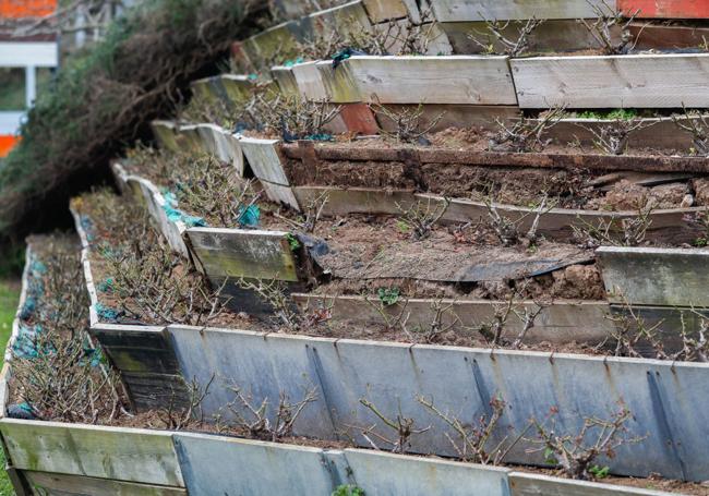 Muchos parterres están estropeados y con las plantas secas.