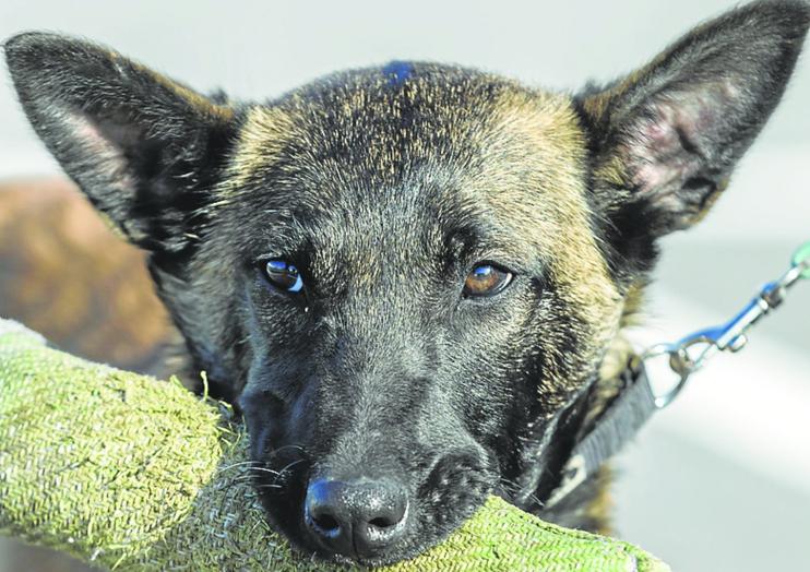 La joven Malinois adora jugar con el 'rodillo', su mordedor.