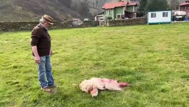 Ataque de lobo en Santibáñez, en Cabezón de la Sal