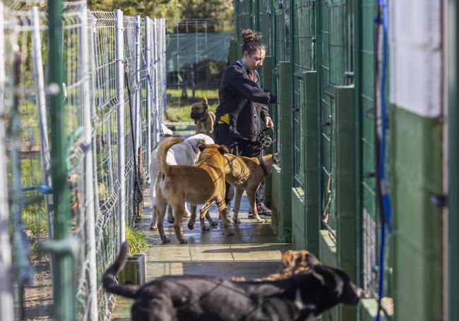 Noelia abre los cheniles a los perros para que corran en libertad cada mañana.