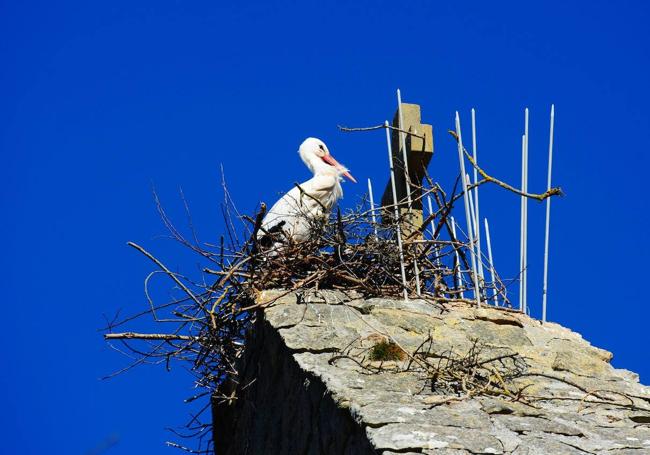 Una de las aves, en el nido, frente a las varillas que se han quitado.