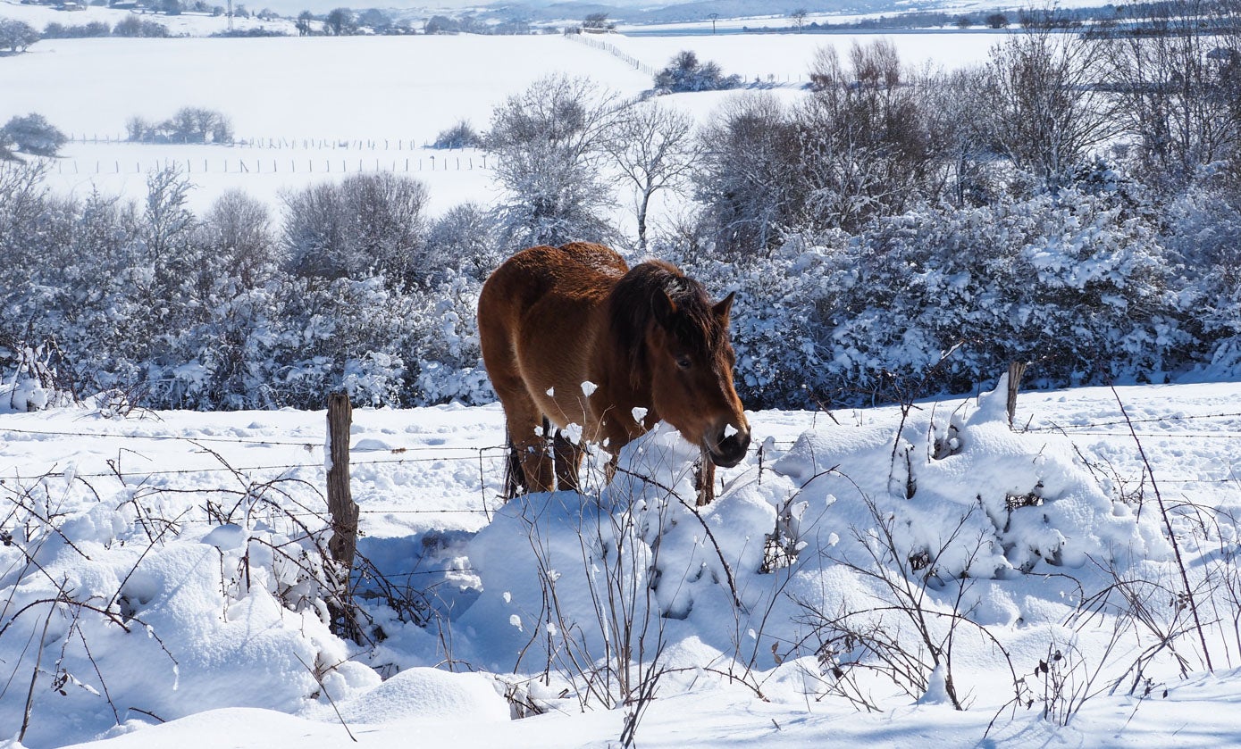 Un caballo es`pera la llegada de su comida entre la nieve en La Constana.