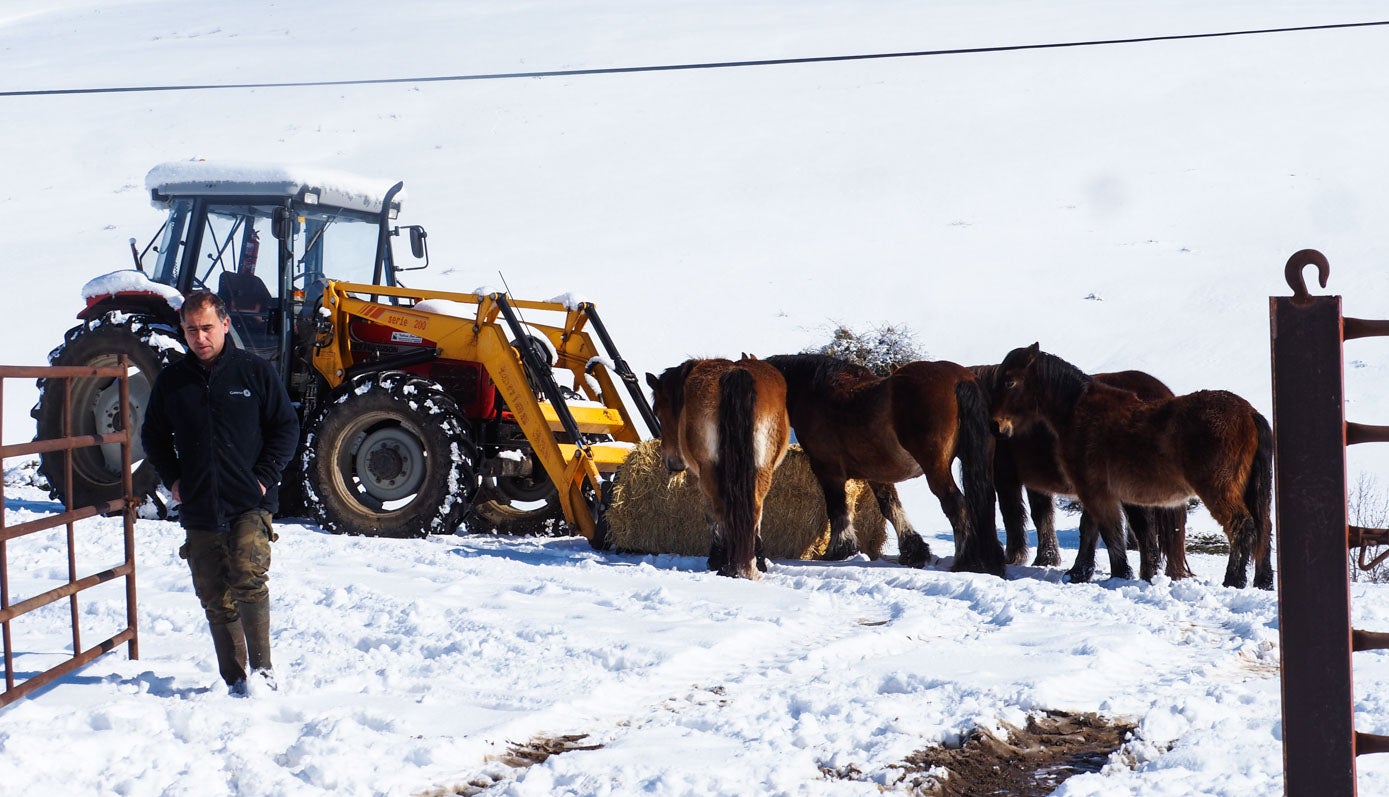 Llegó la hora de comer: cuando los ganaderos llevan el foraje en La Costana, los caballos no dejan pasar la ocasión de llenar el estómago.