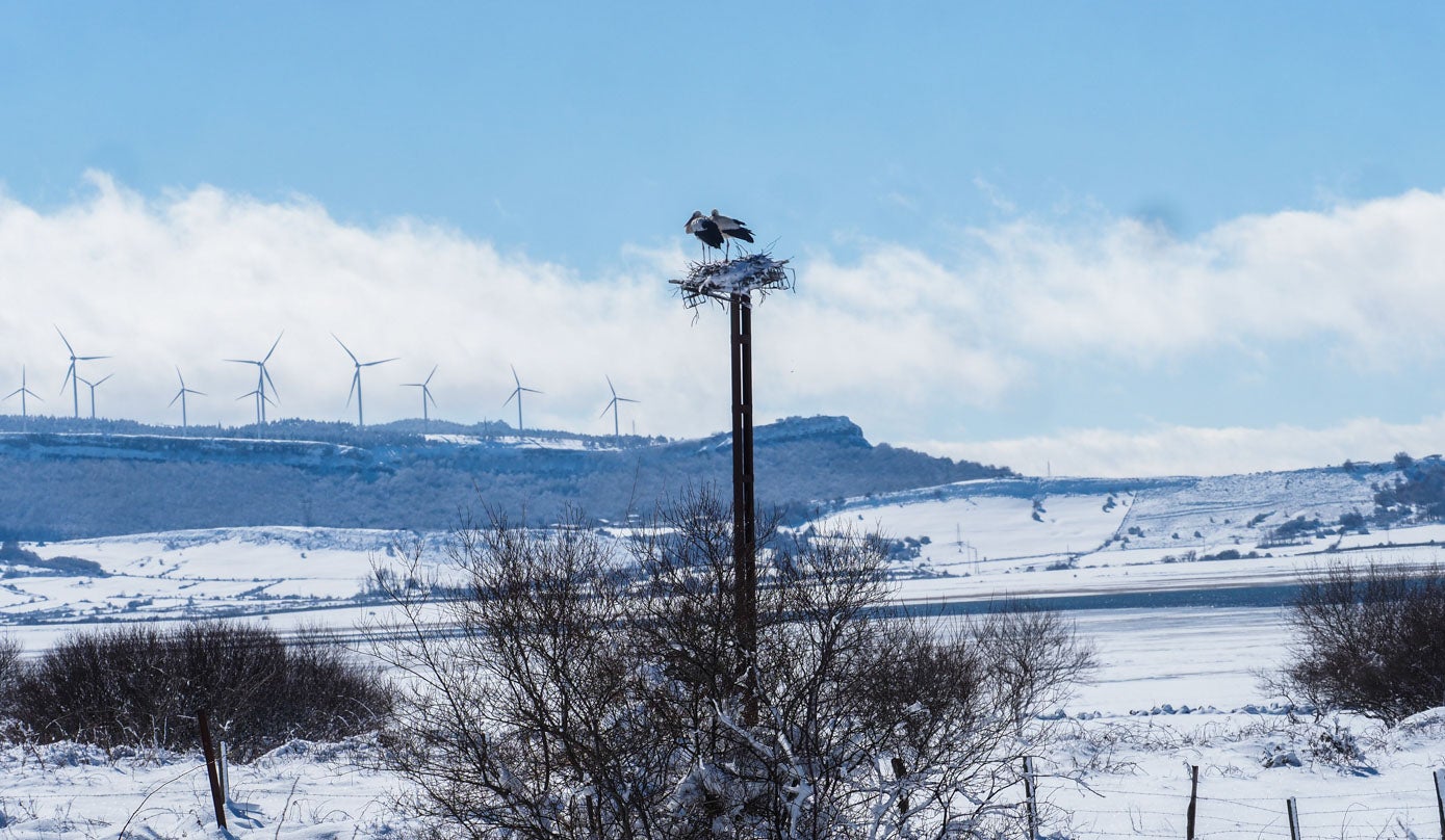 Una pareja de cigüeñas repite anidamiento un año más en la zona de Corconte.