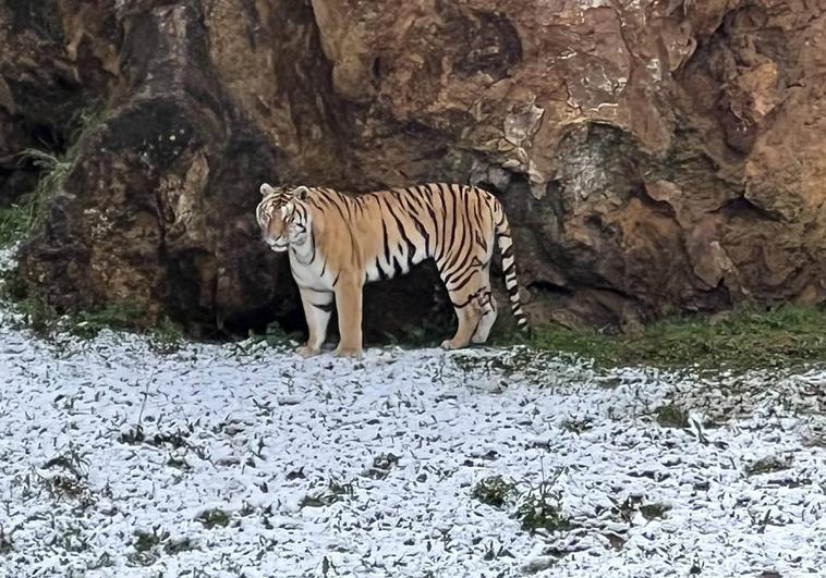 Foto: un tigre de Cabárceno se refugia del frío y la nieve caída esta mañana. Vídeo: los copos llegan a las instalaciones.