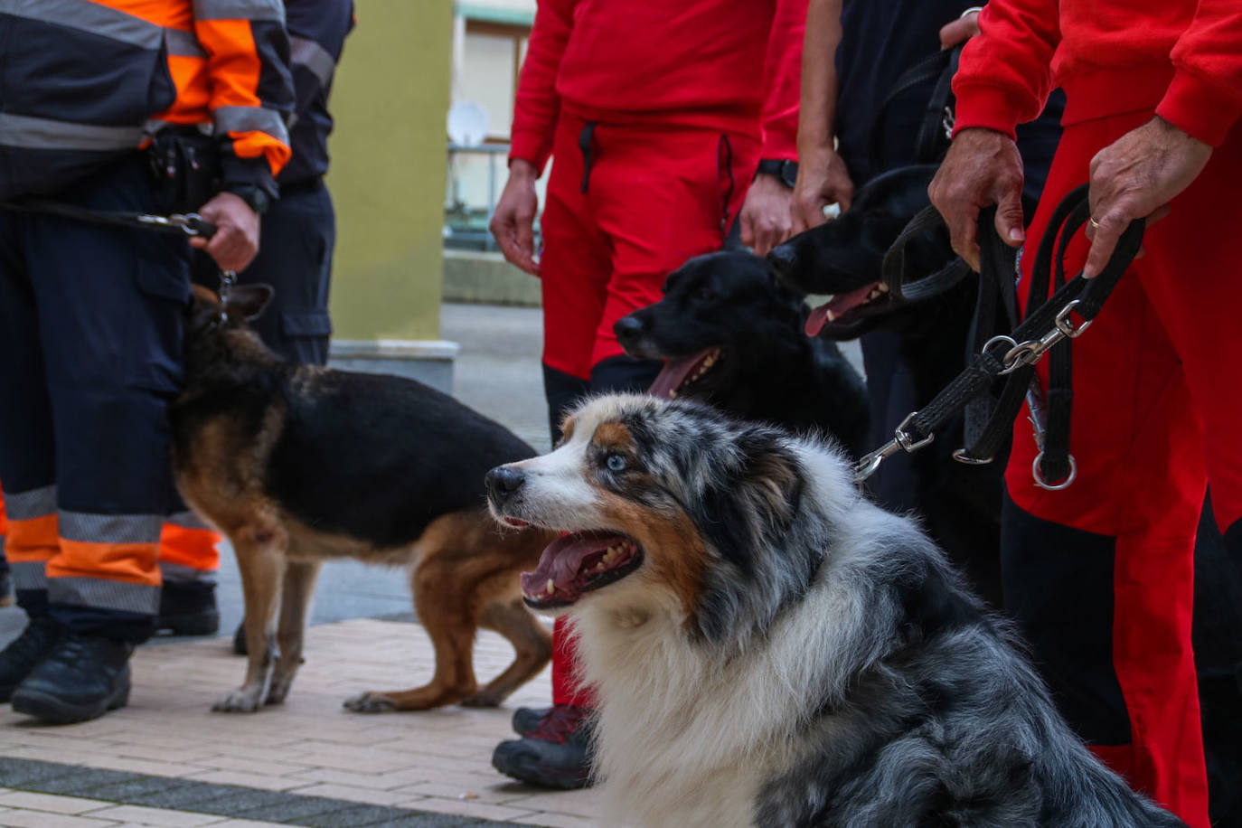 Roys, de siete años, es uno de los perros más mayores de la manada