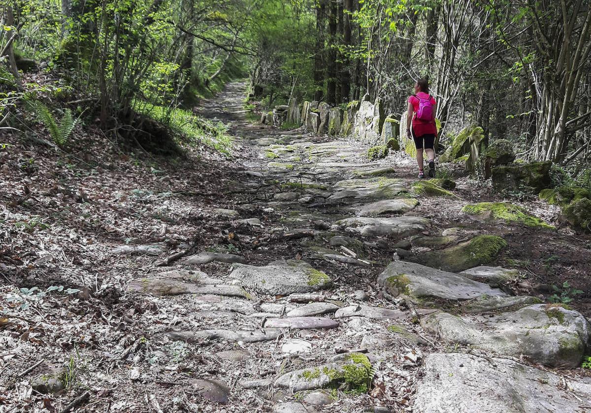 La calzada de Bárcena arranca en Pie de Concha y llega a Pesquera a través de bosques magníficos.