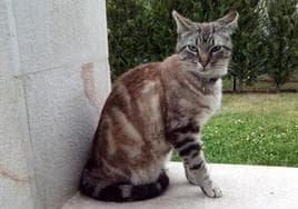 En los gatos atigrados puede verse de forma clara la letra M en el pelaje.