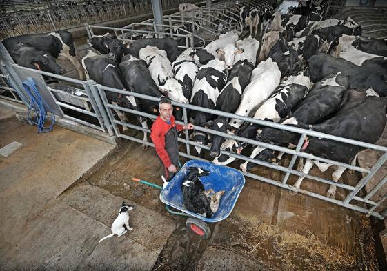 Agapito Fernández, con un ternero en una carretilla, junto a sus vacas en la estabulación de El Tejo (Valdáliga).