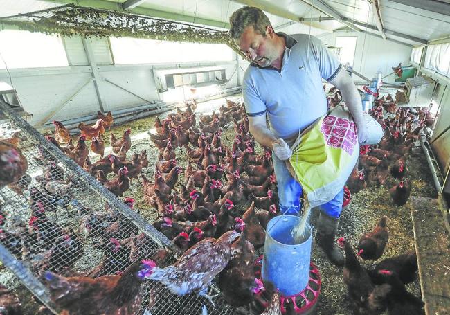 Javier Sainz, Huevos Camperos Ronquillo: «Ganaba más dinero cuando empecé con 200 gallinas. Y si repercuto toda la subida en el precio, al final no vendería el producto. Lo que hacemos es reducir los márgenes».