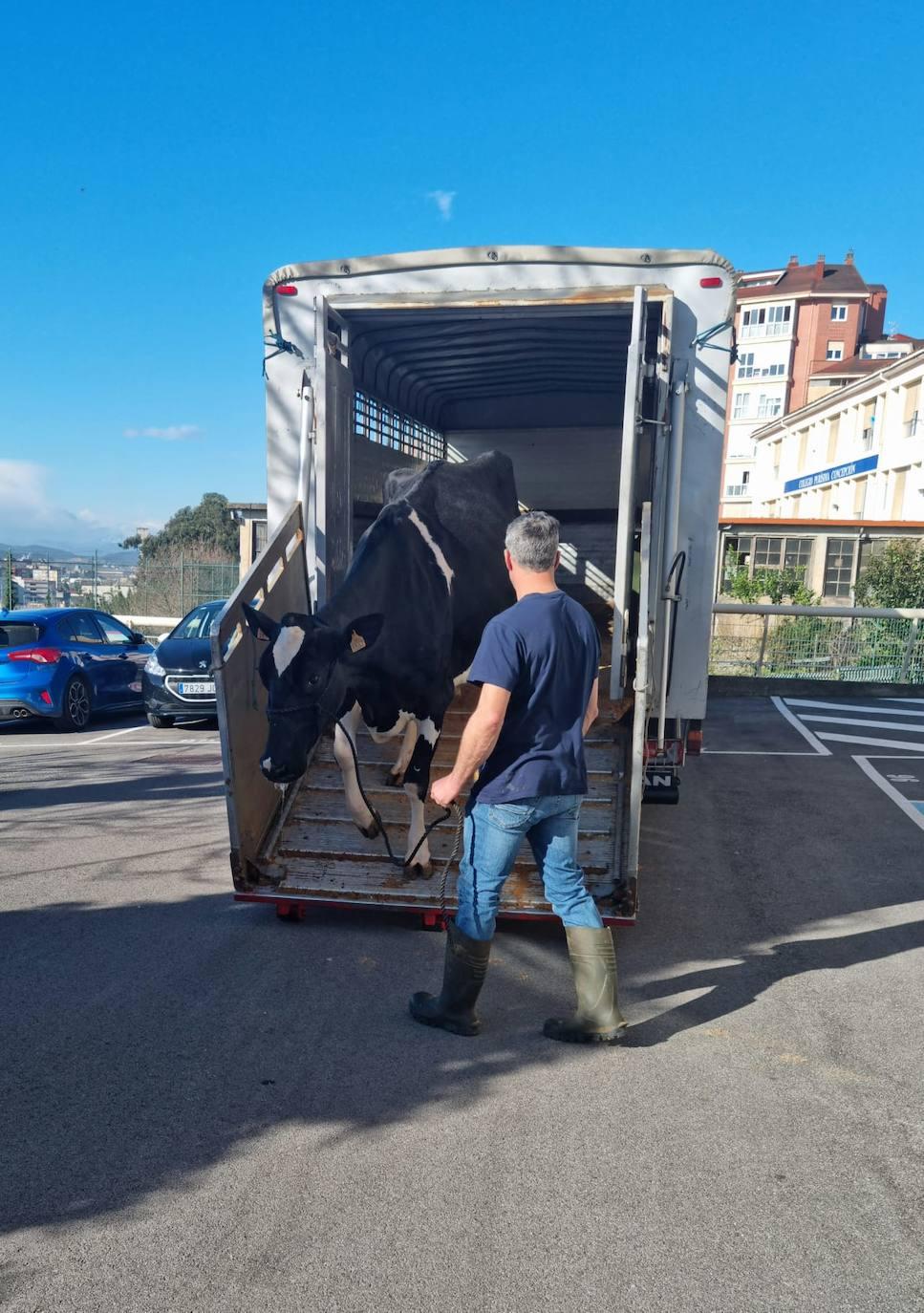 Operación de descarga de la frisona.