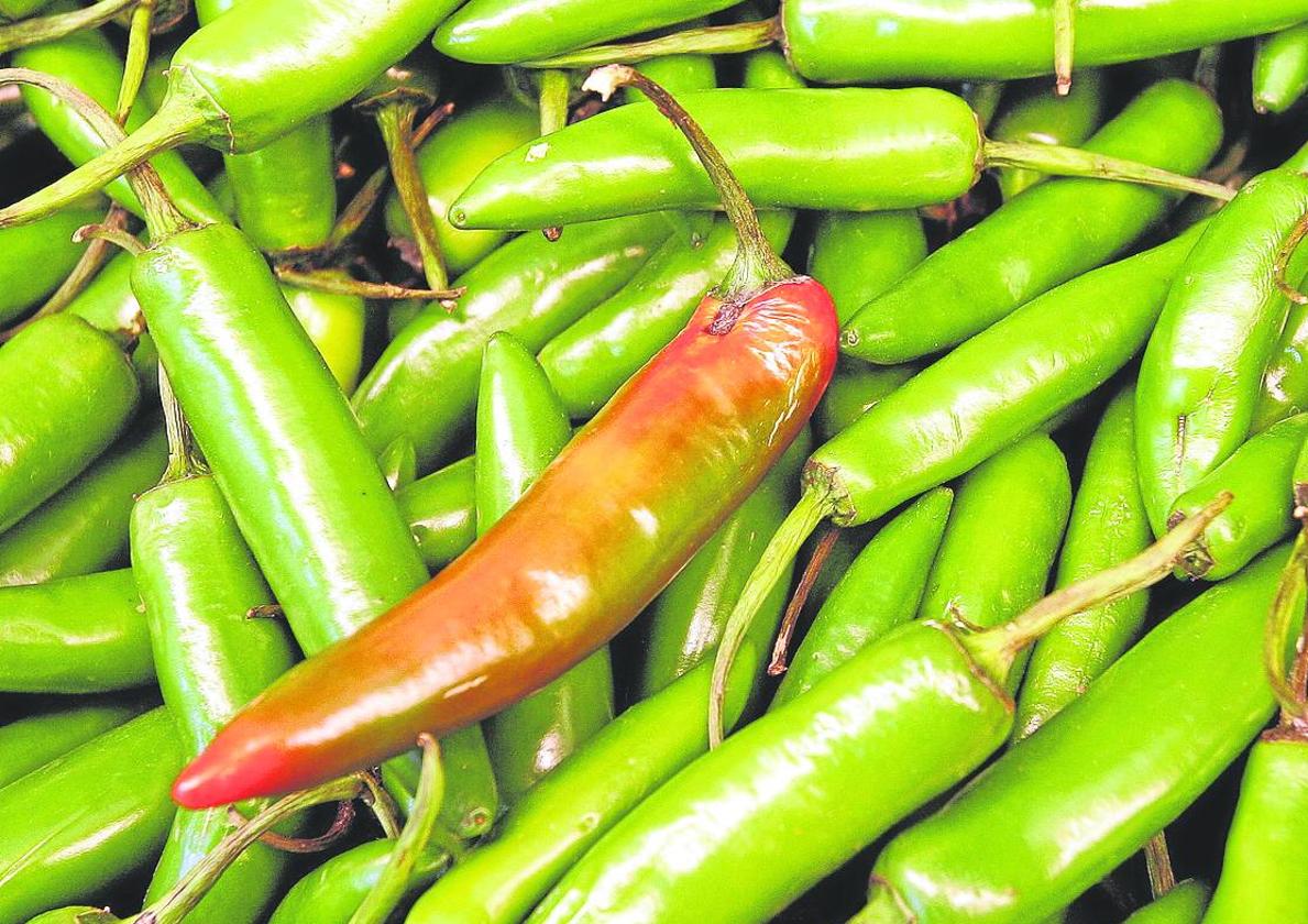 Los jalapeños se distinguen por su potente color verde, aunque también los hay rojos.