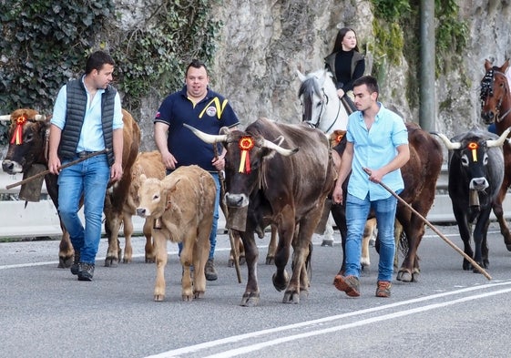 El ganado es conducido a la braña de San Benito.