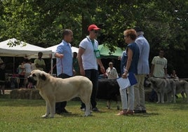 Imagen de archivo del certamen de perros anual de Somo.