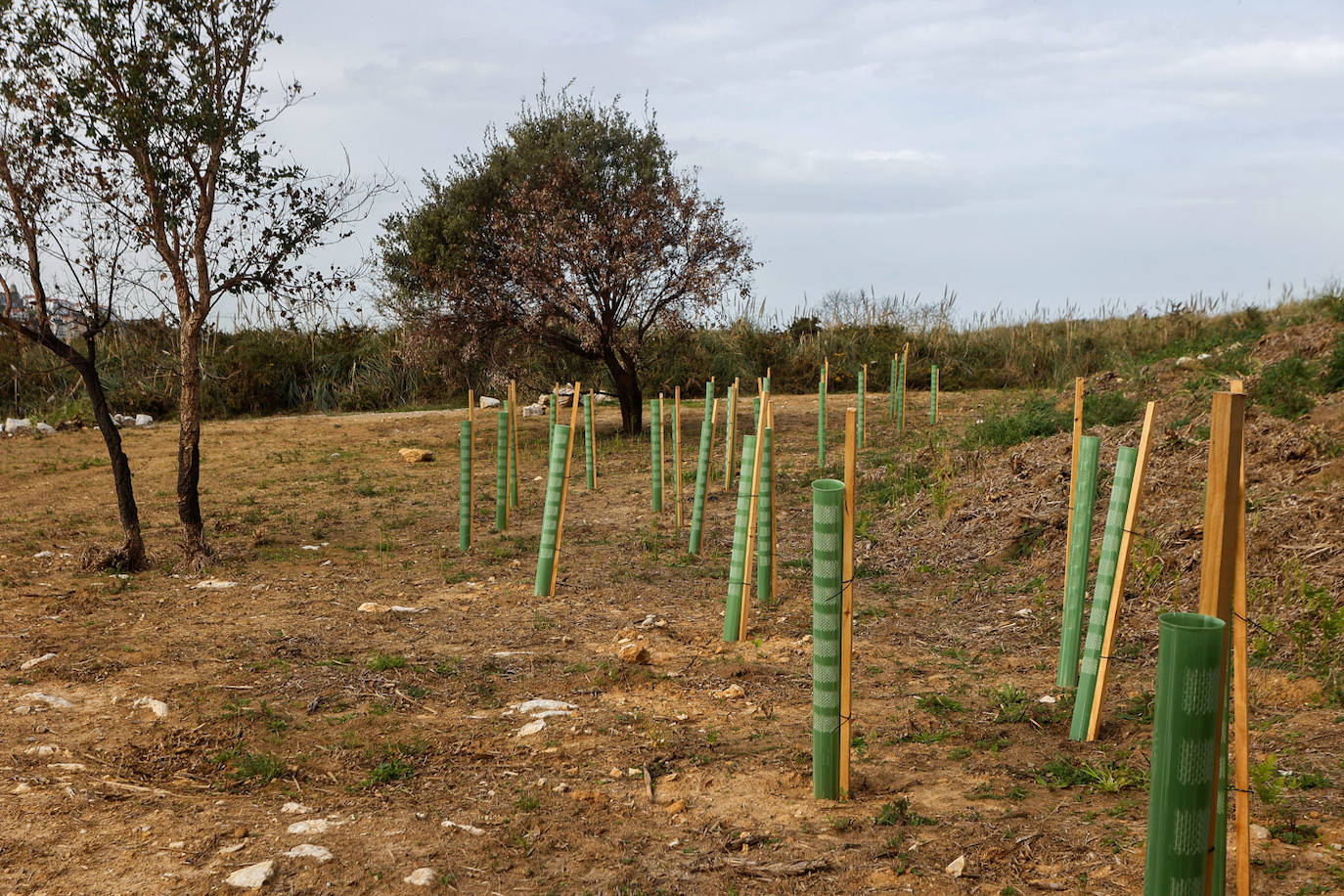 Árboles en crecimiento para la reforestación.