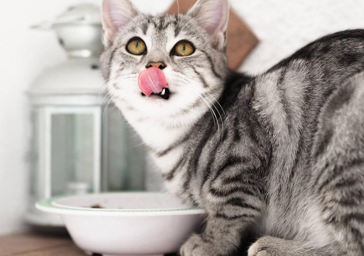 Los gatos son animales muy independientes, pero también necesitan cuidados y atención.