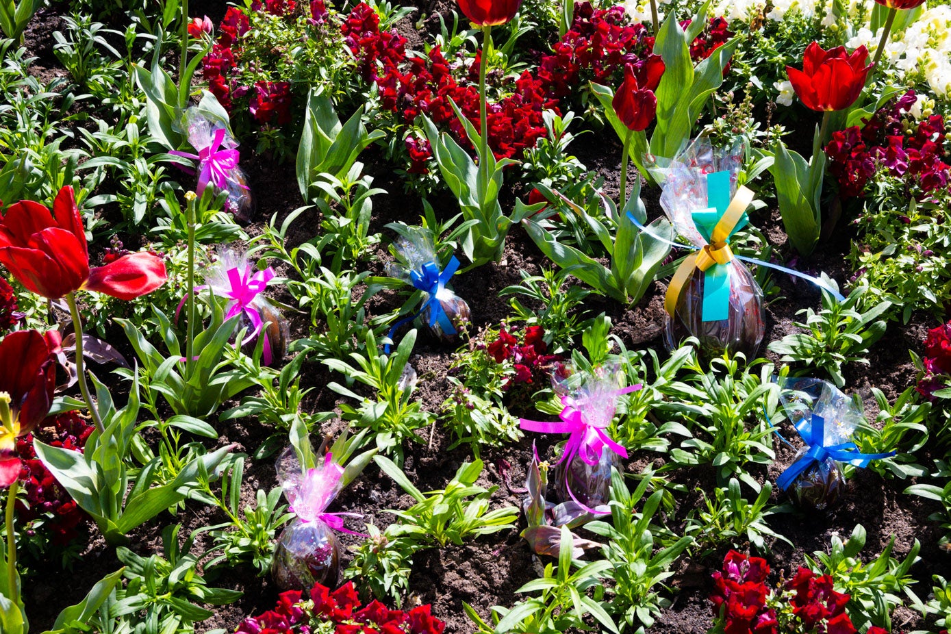 Los huevos de Pascua de la confitería Vega, entre los tulipanes de los jardines del Palacio de la Magdalena.