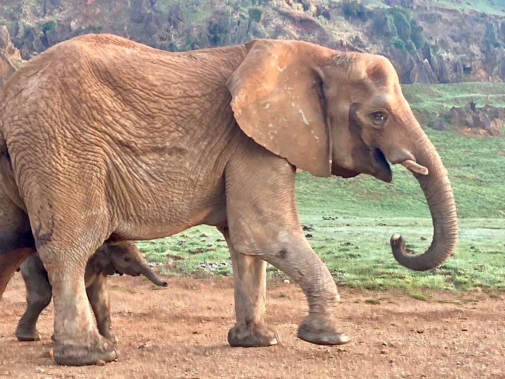 Imagen secundaria 1 - La nueva elefanta africana nacida en Cabárceno pesa 90 kilos