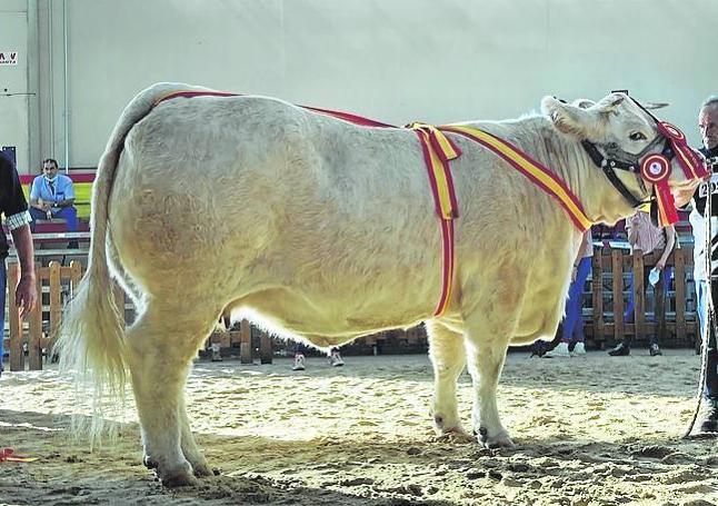 La vaca charolesa es una gran productora de carne.