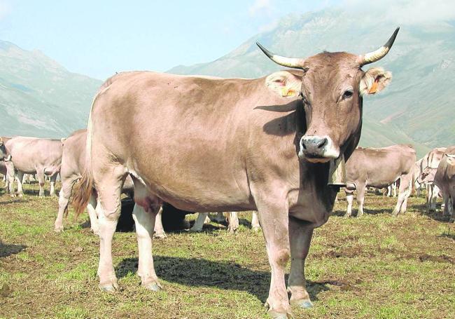 La pardo alpina es una de las razas más populares y ofrece una carne tierna y jugosa.