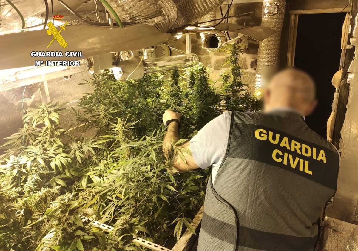 Un agente de la Guardia Civil procede a la incautación de las plantas, ubicadas en una vivienda de Viérnoles.