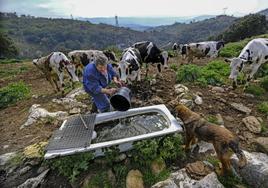 Una ganadero de Herrerías vierte un cubo con agua en una bañera para que beban las vacas.