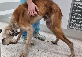 El animal, en el centro veterinario donde pasó ayer la revisión.