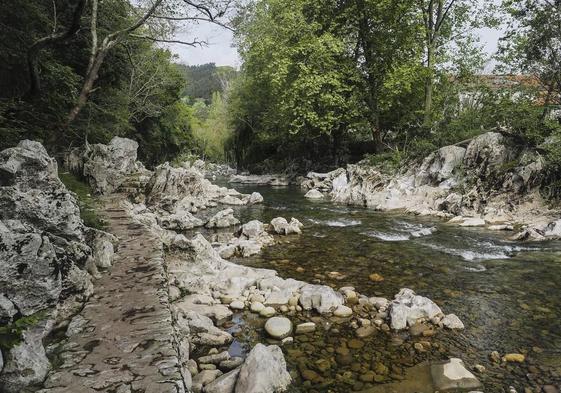 Imagen del escaso caudal que baja el Pas a la altura del coto de Puente Viesgo.