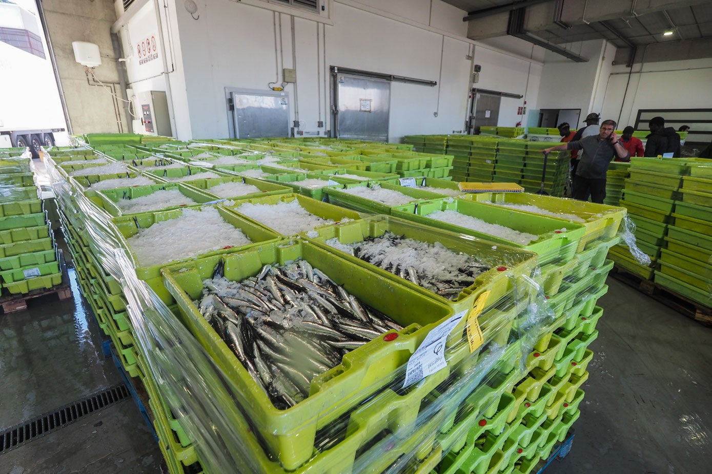 En la Cofradía de Laredo también se apilaban las cajas verdes a rebosar de este manjar que las fábricas transformarán en las deliciosas anchoas de cara al año que viene.