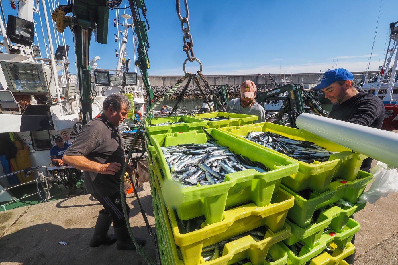 Aunque el grueso de la flota, se ha decantado por el puerto de Santoña para subastar el bocarte, también se han registrado algunas capturas en el Cabildo de Laredo. 