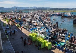 Embarcaciones de todo el Cantábrico en el puerto de Santoña descargando el bocarte capturado