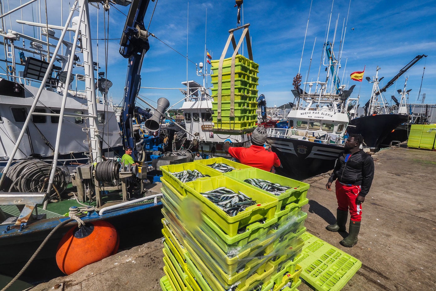 Miraras a donde miraras  en el puerto de Santoña solo se avistaban cajas verdes a rebosar de anchoas. 