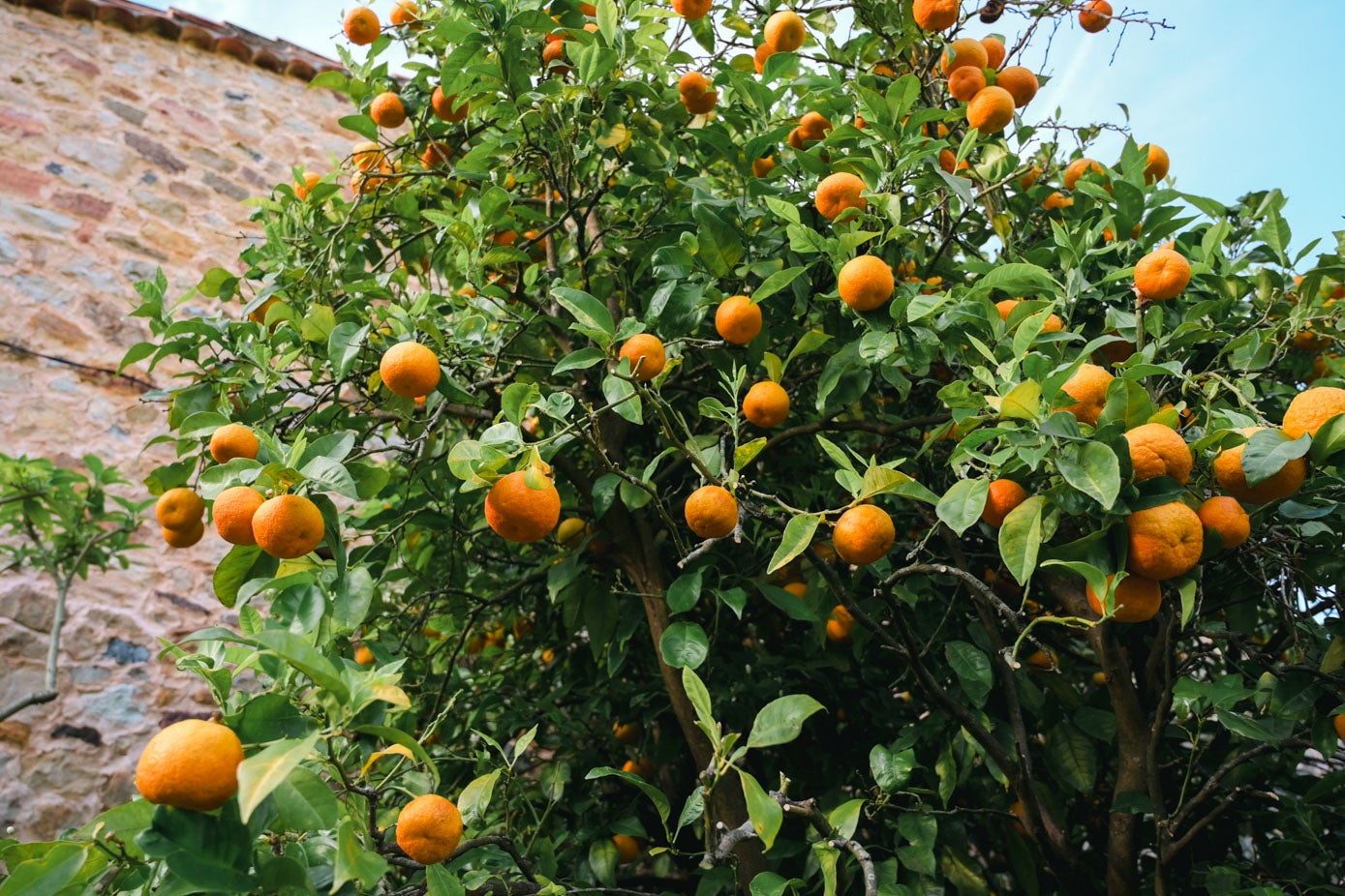 Árbol de naranjas amargas, plantado por Luis González-Camino.