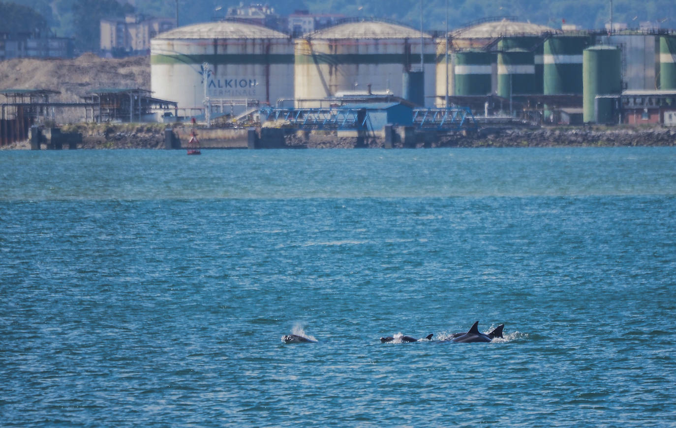 Paso de los delfines por la zona de Gajano